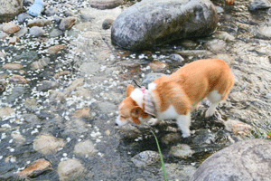 f0165698_10514923.gif