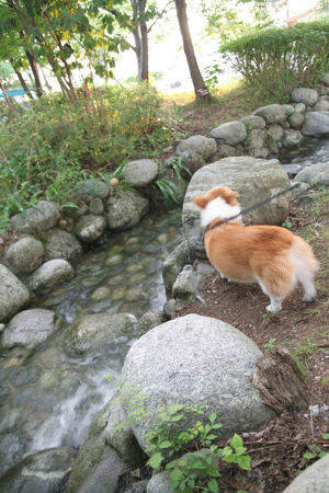 f0165698_1051570.gif