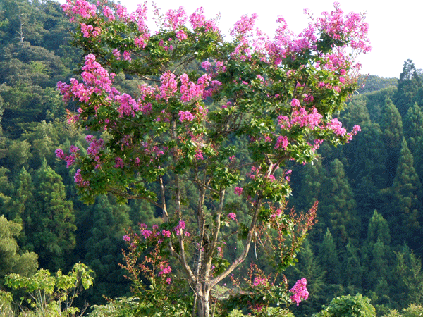 b0159611_23595973.gif