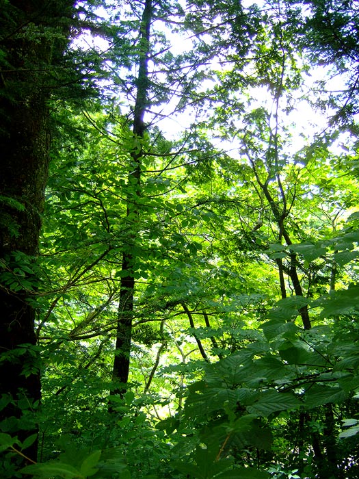e0006242_1030944.jpg