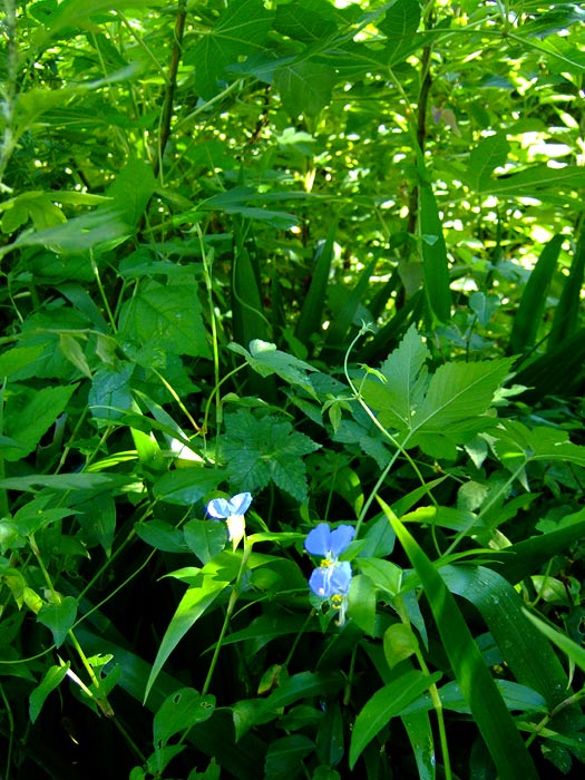 e0006242_1039498.jpg