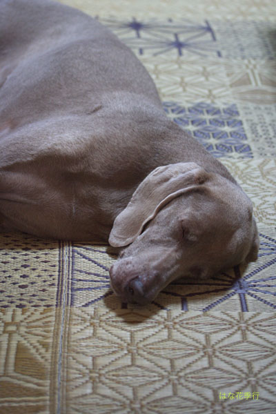 d0036450_723430.jpg