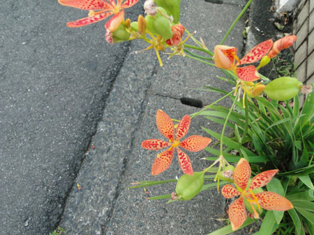 d0163550_23222037.jpg
