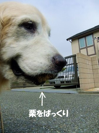 c0097558_1147683.jpg