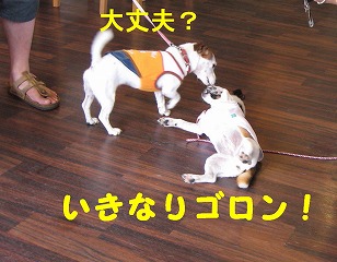e0121589_2031620.jpg