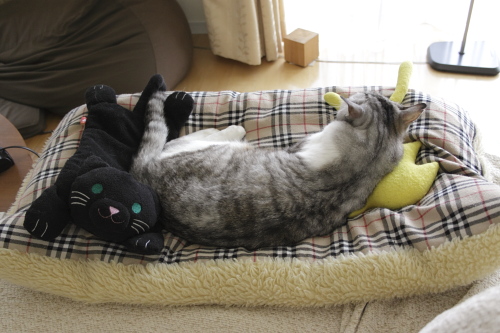 猫布団で黄猫さんと黒猫さんを従えて眠るお坊ちゃん