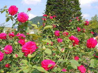 c0117007_2213919.jpg