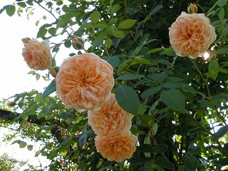 c0117007_2215218.jpg