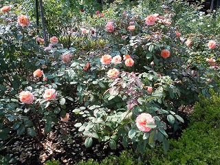 c0117007_2221786.jpg