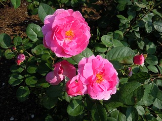 c0117007_2225717.jpg