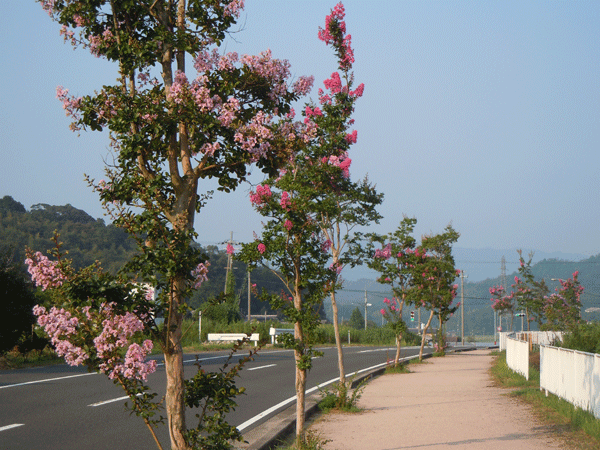 b0159611_002942.gif