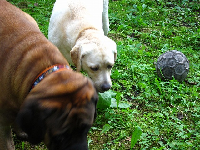 e0192217_10144219.jpg