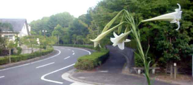 e0083820_8273736.jpg