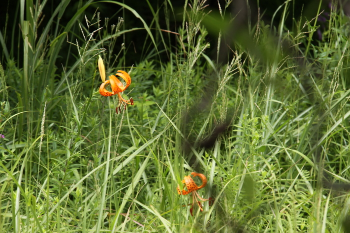 b0165522_6101770.jpg
