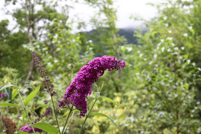 b0165522_6139100.jpg