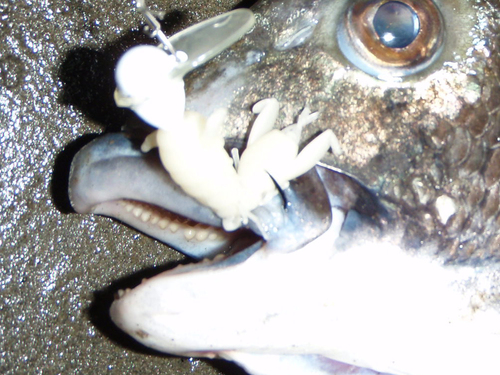 b0173629_1552815.jpg