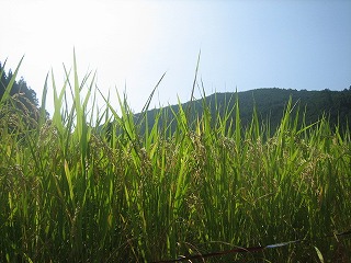 a0054948_929111.jpg