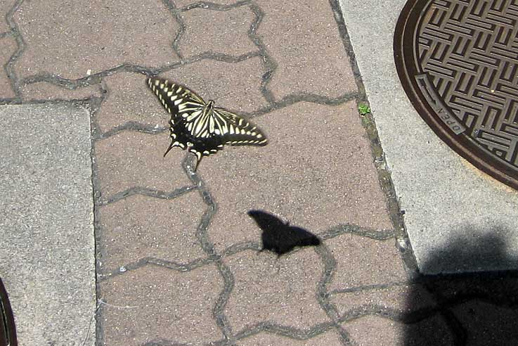 b0057679_8181463.jpg