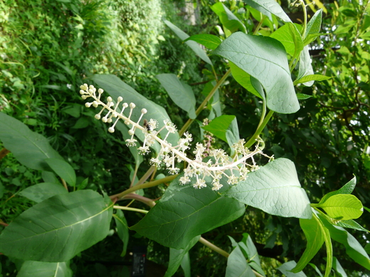 e0145782_17313715.jpg
