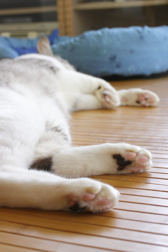 お坊ちゃんの肉球