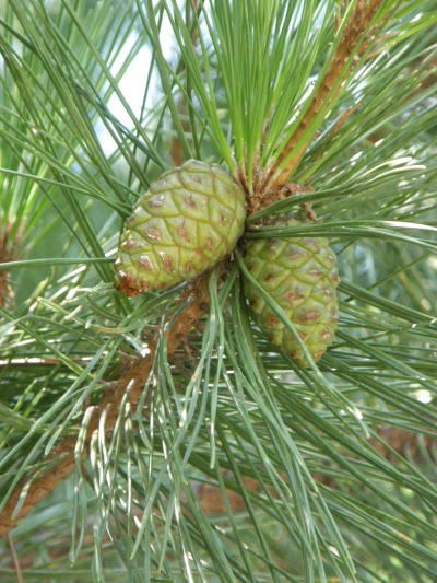 e0017396_7453356.jpg