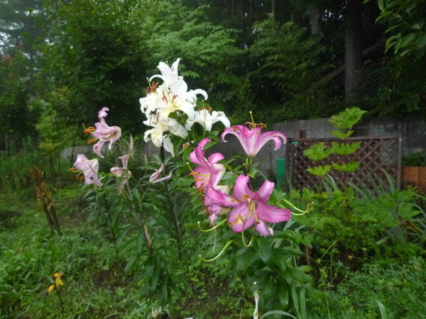 c0138198_9204540.jpg