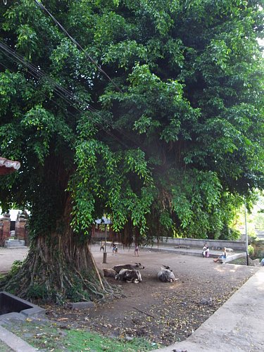 a0036499_1526982.jpg