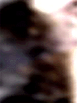 e0103408_1740338.gif
