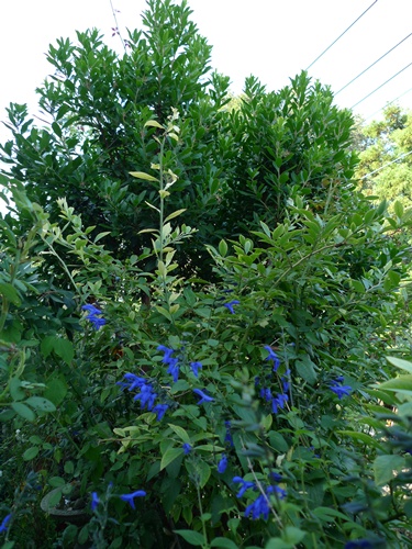 c0214615_16483776.jpg