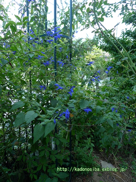 c0214615_1649119.jpg