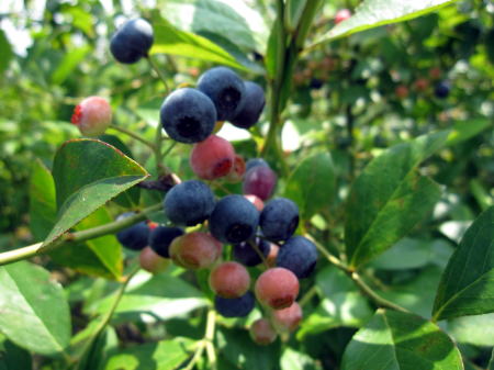 c0147952_21241644.jpg