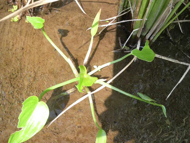 f0065167_2202227.jpg