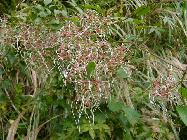 e0145782_18425866.jpg