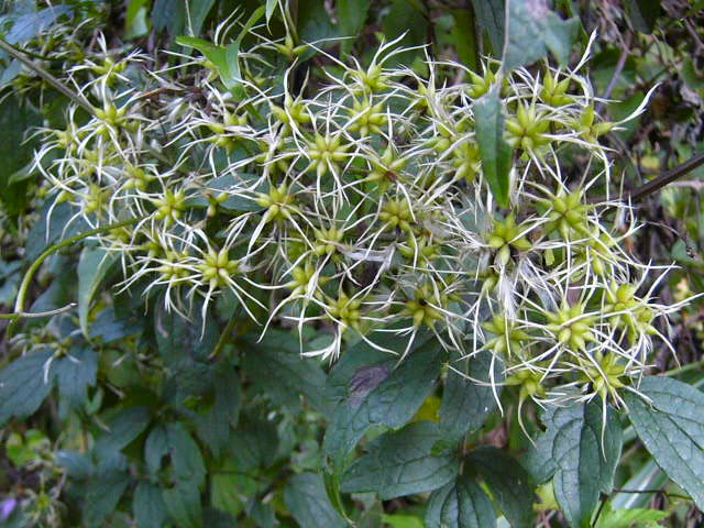 e0145782_18434468.jpg