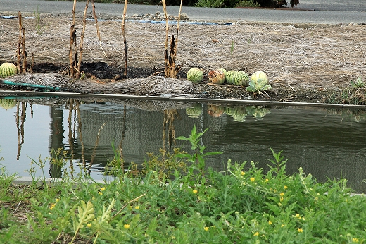 e0190885_1312056.jpg