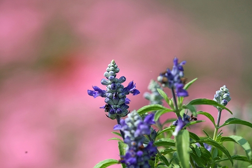 e0190885_13124812.jpg