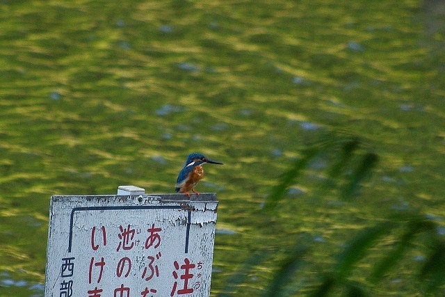 c0125596_2228285.jpg