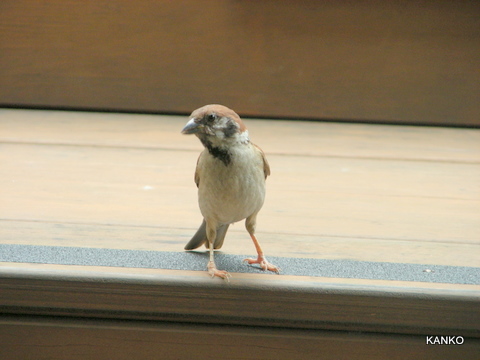 c0145299_2023529.jpg