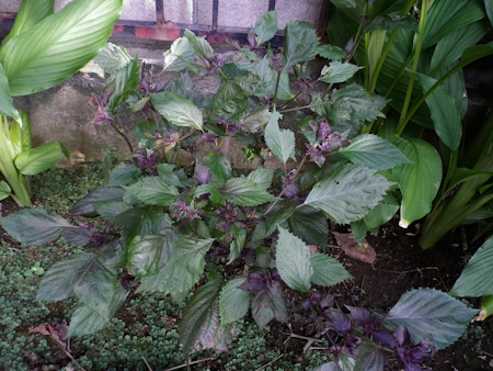 f0239100_742146.jpg
