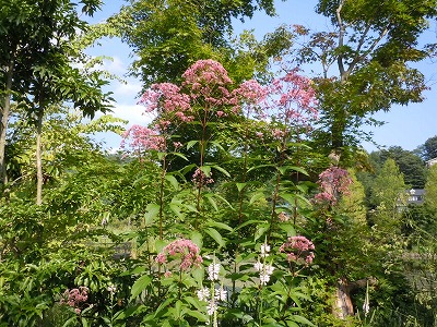 c0117007_22241832.jpg