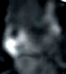 e0103408_174883.gif