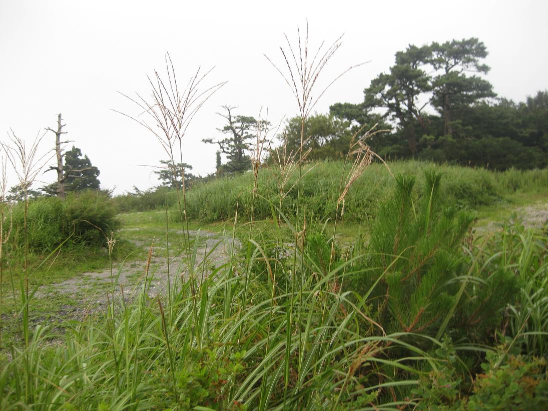 f0179209_12333792.jpg