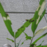 d0033734_1725429.jpg
