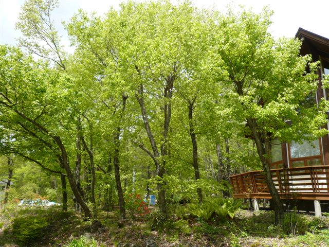 f0198556_0323454.jpg
