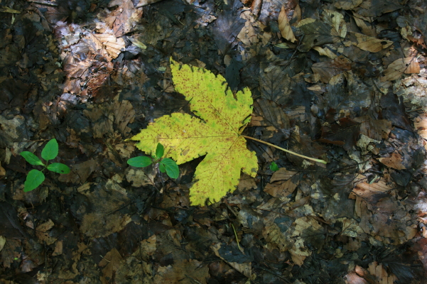 f0077159_4573742.jpg