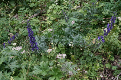 f0077159_4591163.jpg