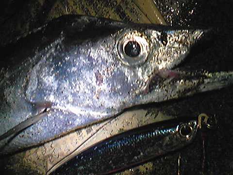 a0096669_2359881.jpg