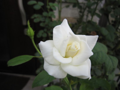 c0202870_12331981.jpg