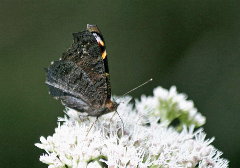 f0181173_1426183.jpg