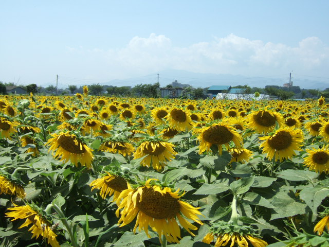 a0009079_17145341.jpg